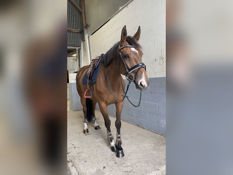 Selle Français Jument 12 Ans 168 cm Bai in Lésigny