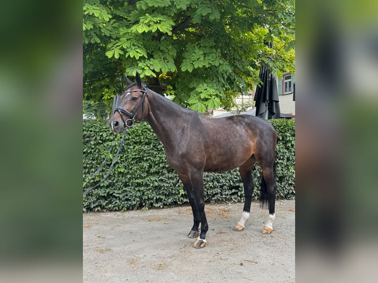 Selle Français Jument 12 Ans 170 cm Bai brun foncé in Darmstadt