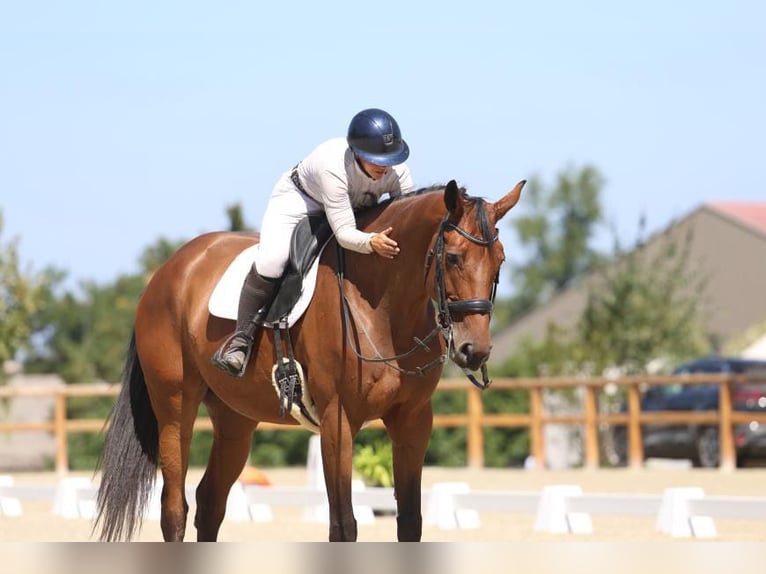 Selle Français Jument 12 Ans 180 cm Bai in Saint-Bonnet-de-Mure