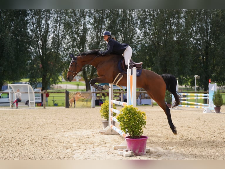 Selle Français Jument 12 Ans 180 cm Bai in Saint-Bonnet-de-Mure