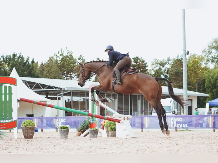 Selle Français Jument 12 Ans 180 cm Bai in Saint-Bonnet-de-Mure