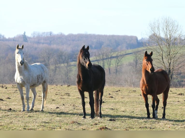 Selle Français Jument 12 Ans in St priest ligoure