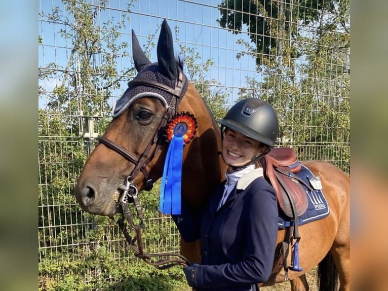 Selle Français Jument 13 Ans 162 cm Bai in Weinheim