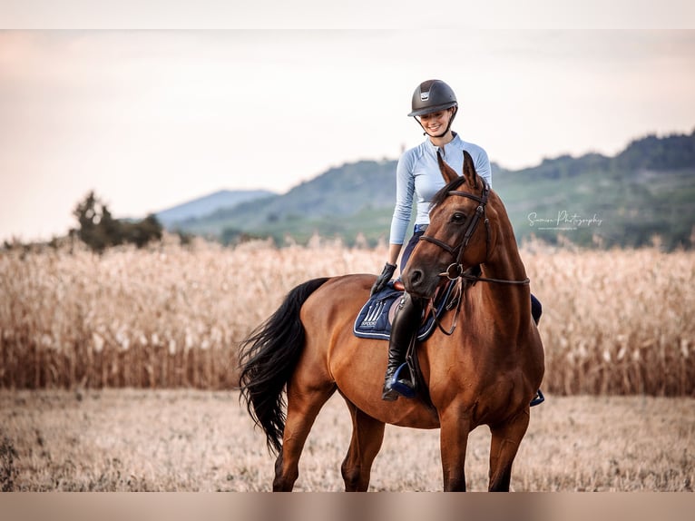 Selle Français Jument 13 Ans 162 cm Bai in Weinheim