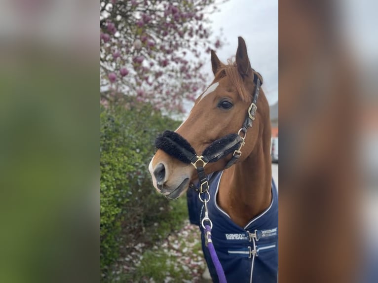 Selle Français Jument 13 Ans 163 cm Alezan in Saint-Maur
