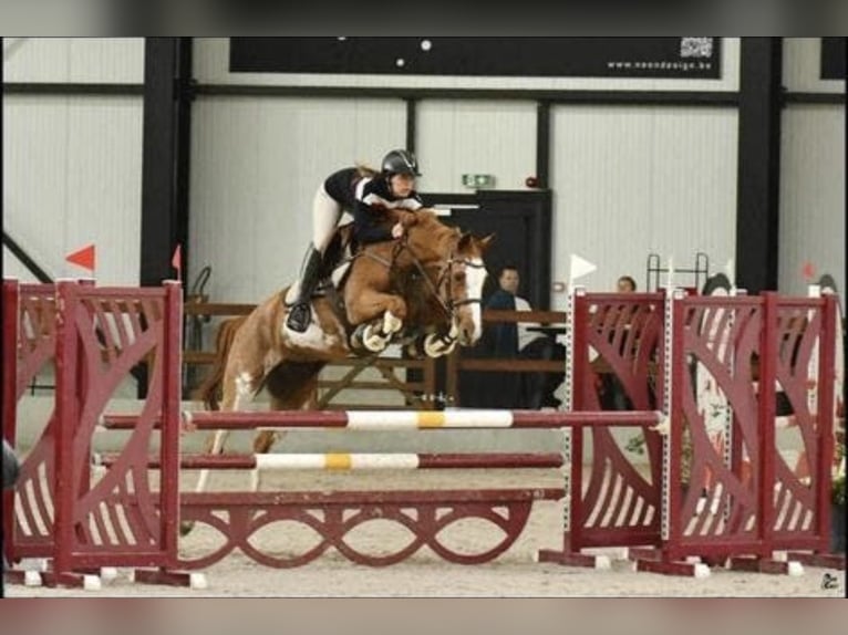 Selle Français Jument 13 Ans 163 cm Pinto in Geraardsbergen