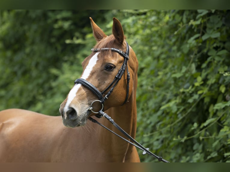 Selle Français Jument 13 Ans 165 cm Alezan in Lausen