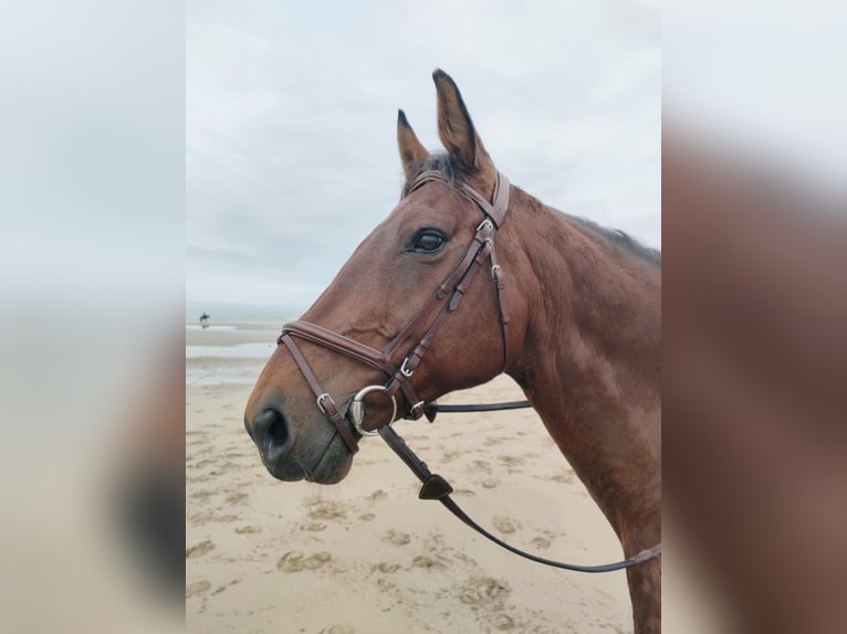Selle Français Jument 13 Ans 165 cm Bai cerise in Saint-Manvieu-Norrey