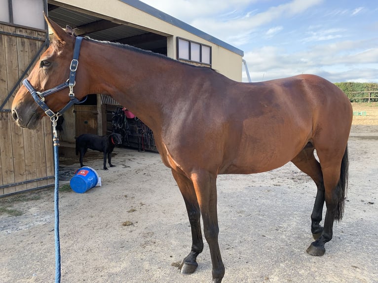 Selle Français Jument 13 Ans 165 cm Bai in Curcy sur orne