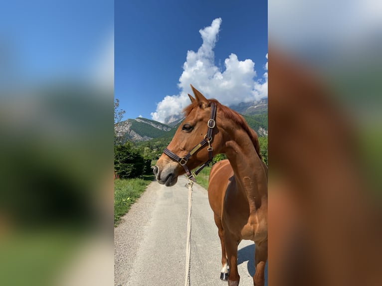 Selle Français Jument 13 Ans 166 cm Alezan in La Terrasse