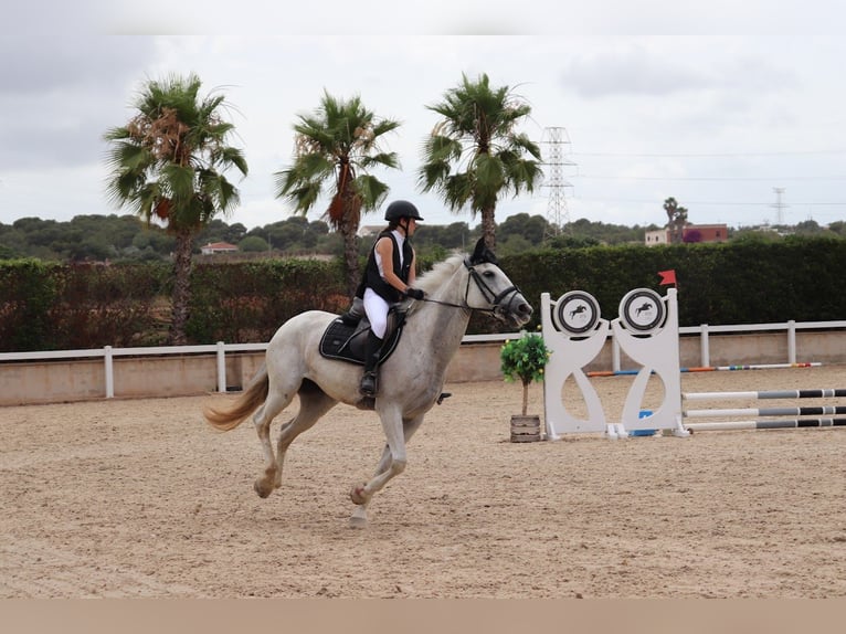 Selle Français Jument 13 Ans 168 cm Gris in Naquera