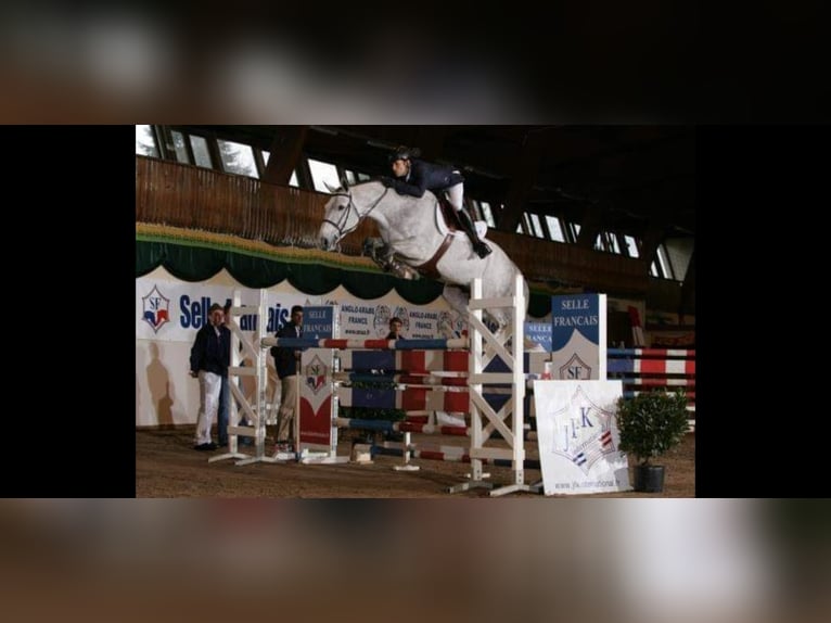 Selle Français Jument 13 Ans 170 cm Gris moucheté in Ancône