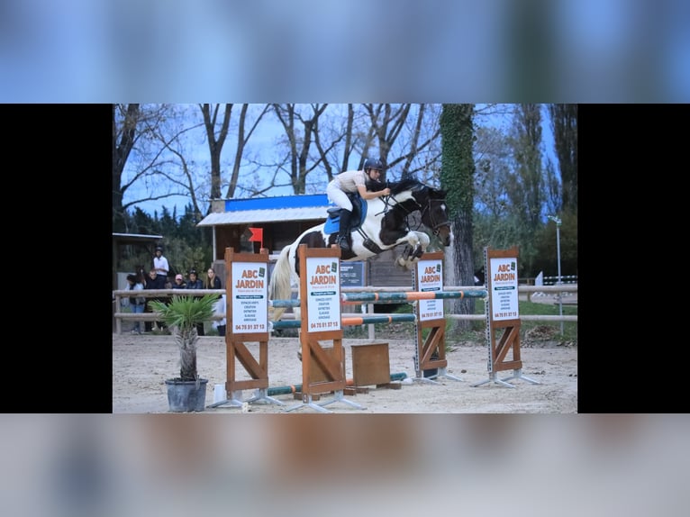 Selle Français Jument 13 Ans 170 cm Gris moucheté in Ancône