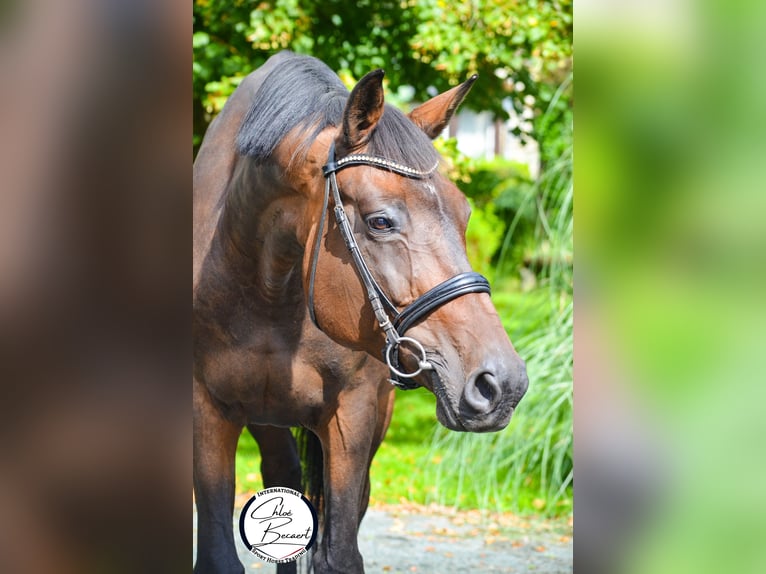 Selle Français Jument 13 Ans 172 cm Bai brun foncé in Saint-Lô