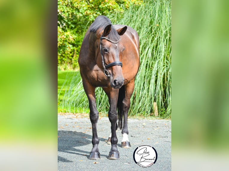 Selle Français Jument 13 Ans 172 cm Bai brun foncé in Saint-Lô