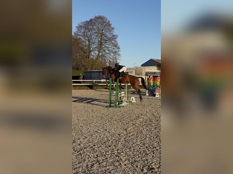 Selle Français Jument 13 Ans 175 cm Bai in Dour