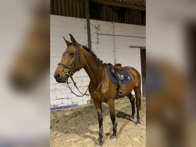 Selle Français Jument 13 Ans 175 cm Bai in Dour