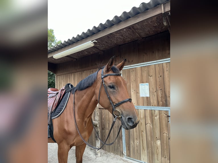 Selle Français Jument 13 Ans Bai in Aix-en-Provence