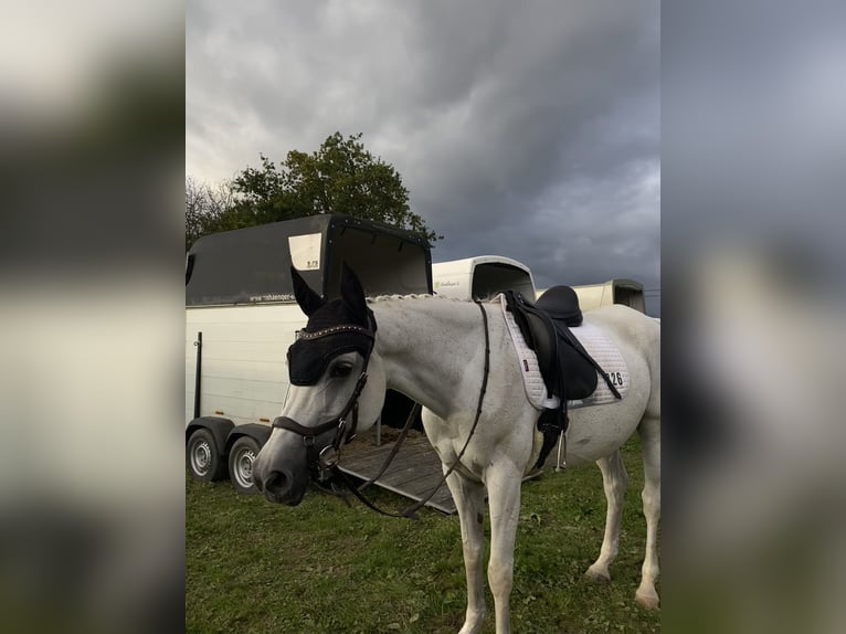 Selle Français Jument 14 Ans 151 cm Gris in Lörrach