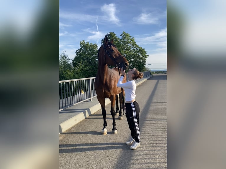 Selle Français Jument 14 Ans 168 cm in Schwieberdingen