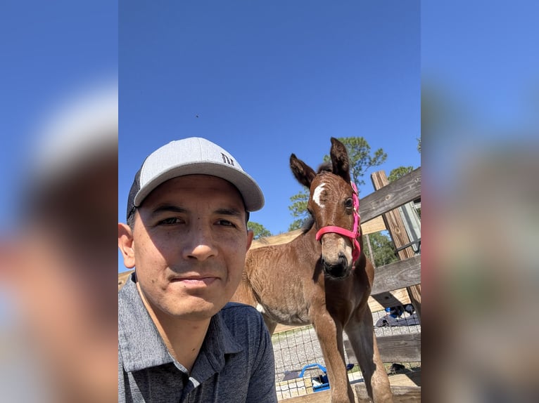 Selle Français Jument 14 Ans 173 cm Alezan brûlé in Loxahatchee