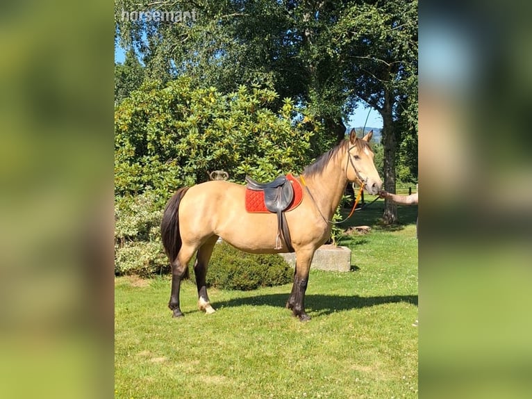 Selle Français Jument 15 Ans 160 cm Isabelle in Normandie