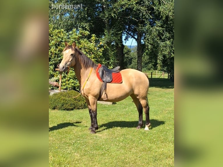 Selle Français Jument 15 Ans 160 cm Isabelle in Normandie