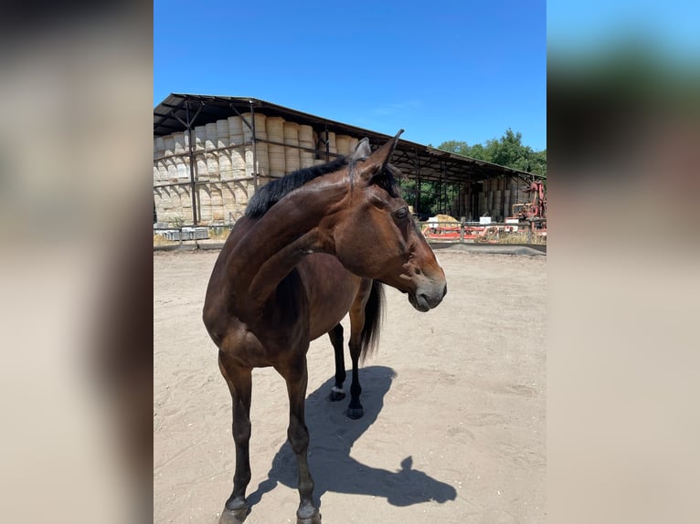 Selle Français Jument 15 Ans 165 cm Bai brun foncé in Strasbourg