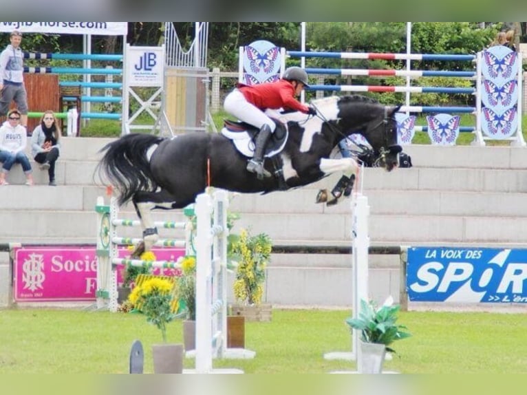 Selle Français Jument 15 Ans 168 cm Bai in ARCHIAC