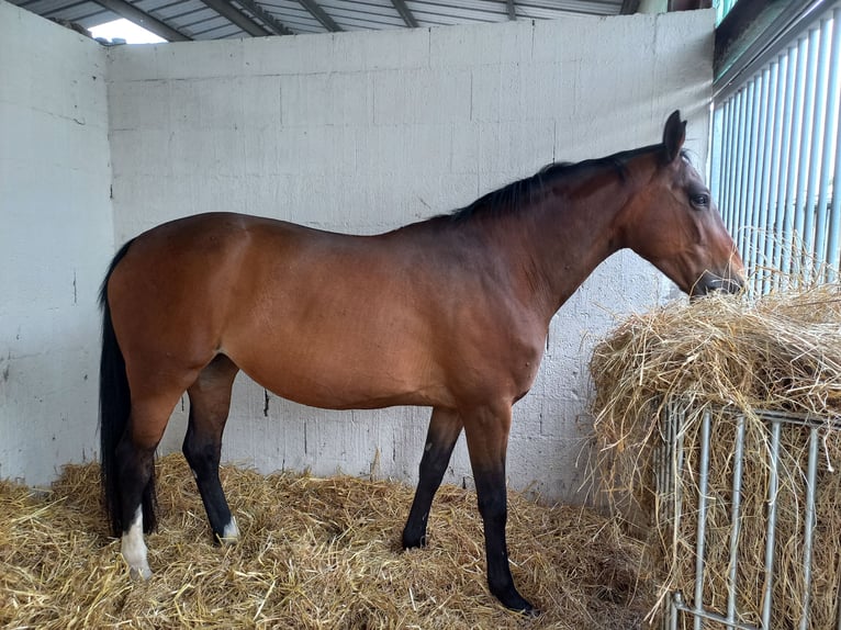Selle Français Jument 15 Ans 168 cm Bai in ARCHIAC