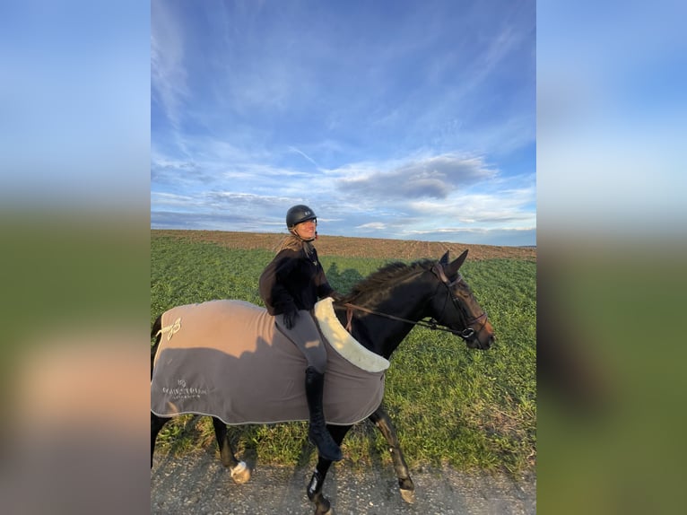 Selle Français Jument 16 Ans 168 cm Bai brun in Dielsdorf
