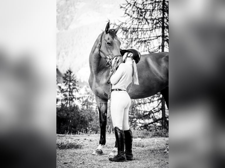 Selle Français Jument 16 Ans 168 cm Bai in Busto Arsizio