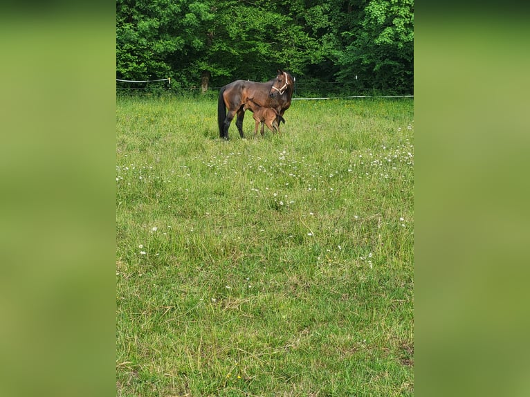 Selle Français Jument 16 Ans 170 cm Bai brun in Wört