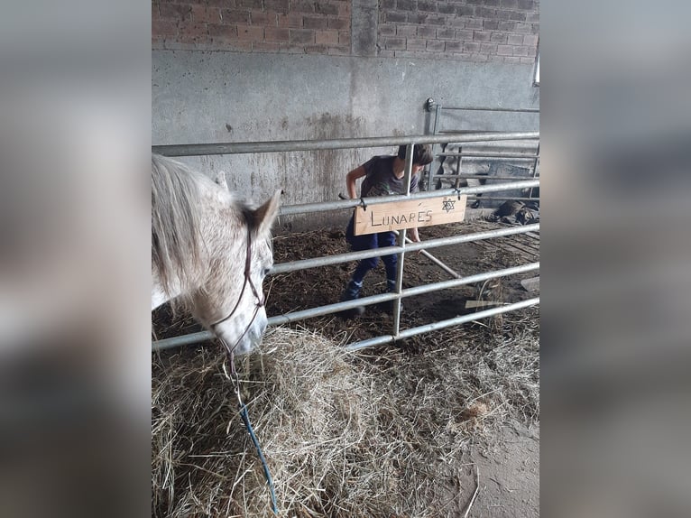 Selle Français Jument 16 Ans Gris moucheté in Su&#xF1;ide