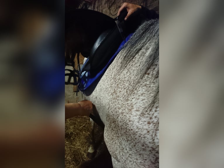 Selle Français Jument 16 Ans Gris moucheté in Su&#xF1;ide