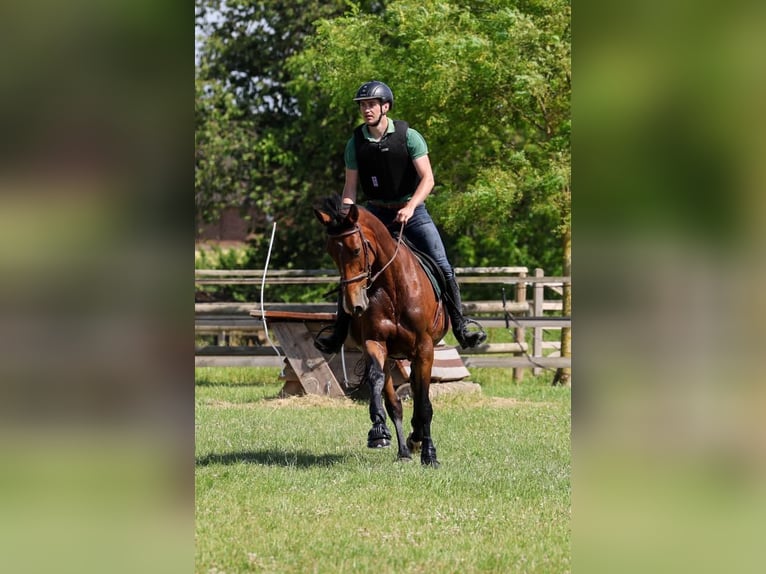 Selle Français Jument 18 Ans 170 cm Bai in Soyécourt