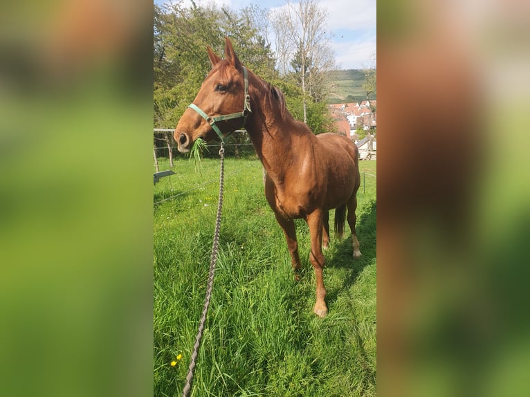 Selle Français Jument 19 Ans 166 cm Alezan in Dinsheim-sur-Bruche
