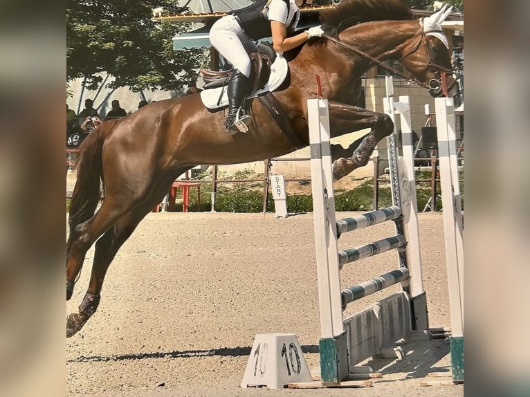 Selle Français Jument 19 Ans Alezan brûlé in bollate