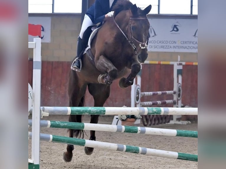 Selle Français Jument 19 Ans Alezan brûlé in bollate