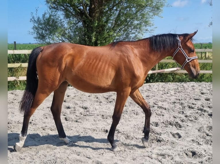 Selle Français Jument 1 Année 162 cm Bai in Ghyvelde