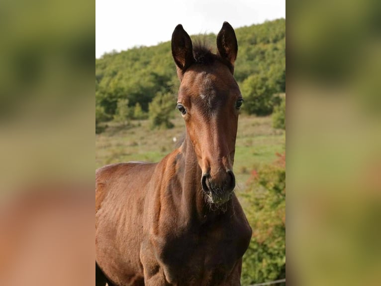 Selle Français Jument 1 Année 165 cm Bai in Manosque