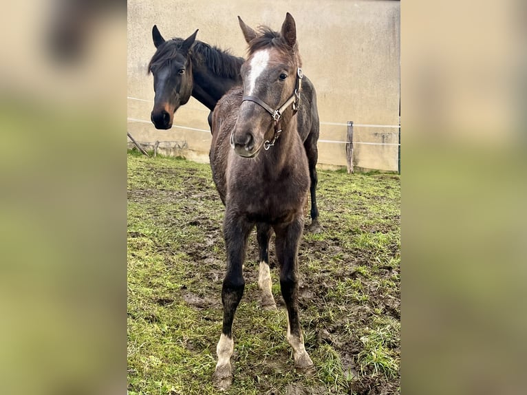 Selle Français Jument 1 Année Gris in Saint Benin d&#39;Azy