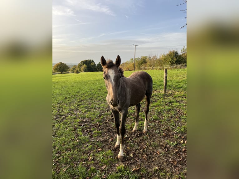 Selle Français Jument 1 Année Gris in Saint Benin d&#39;Azy