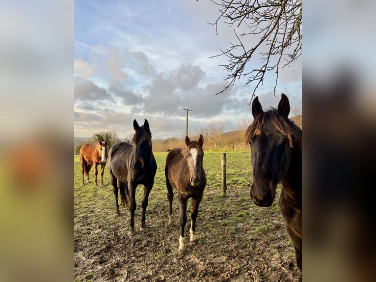 Selle Français Jument 1 Année Gris in Saint Benin d&#39;Azy