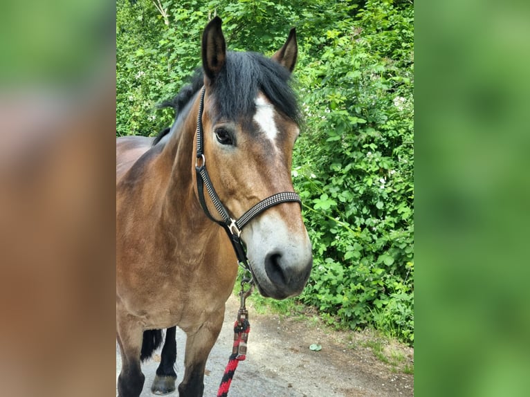 Selle Français Jument 22 Ans 148 cm Bai in Bätterkinden
