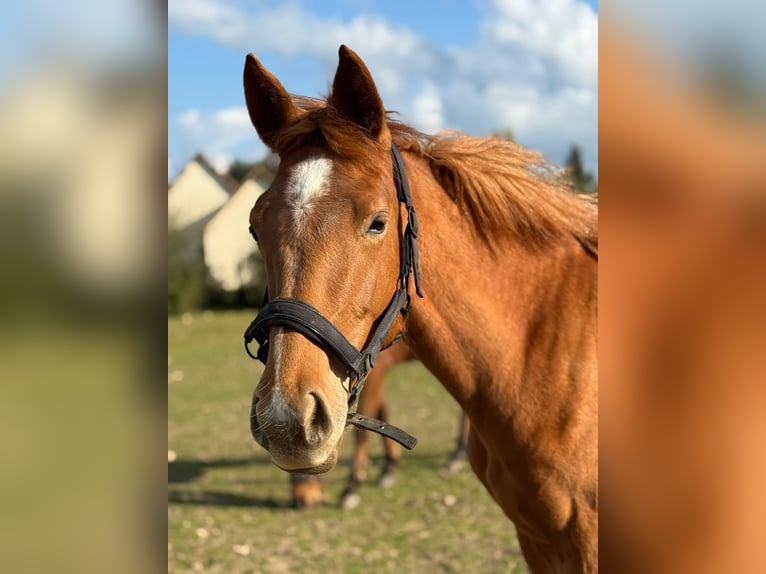 Selle Français Jument 2 Ans 157 cm Alezan in Nonancourt