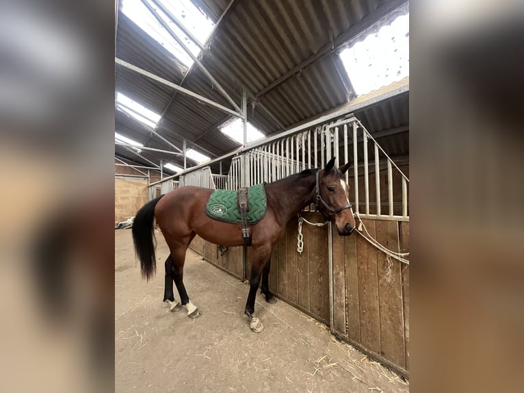 Selle Français Jument 2 Ans 160 cm Bai in La croixille