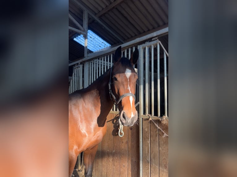 Selle Français Jument 2 Ans 160 cm Bai in La croixille