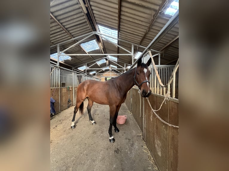 Selle Français Jument 2 Ans 160 cm Bai in La croixille
