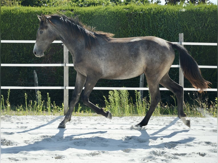 Selle Français Jument 2 Ans 160 cm Gris in Cugand